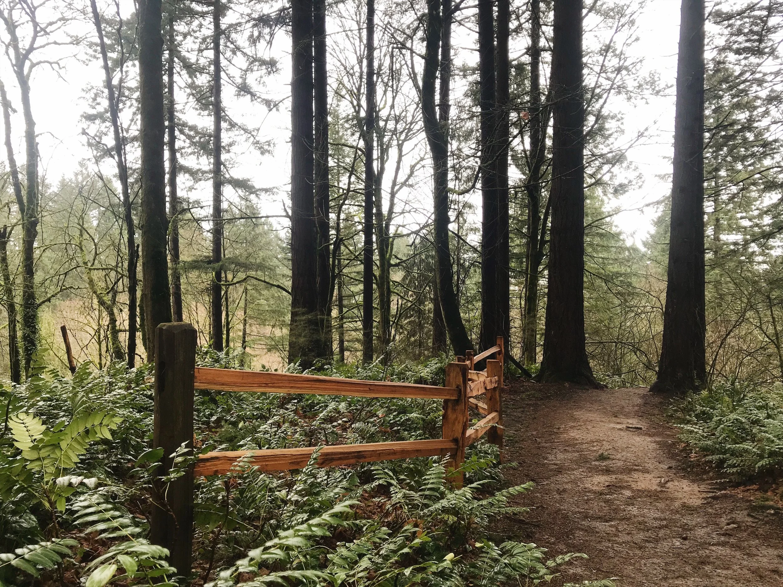 wildwood trail.JPG