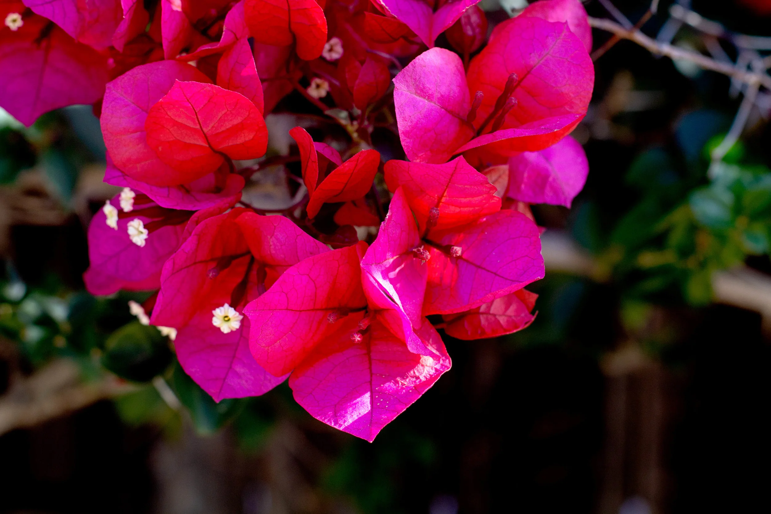 san diego bougainvillea.jpg