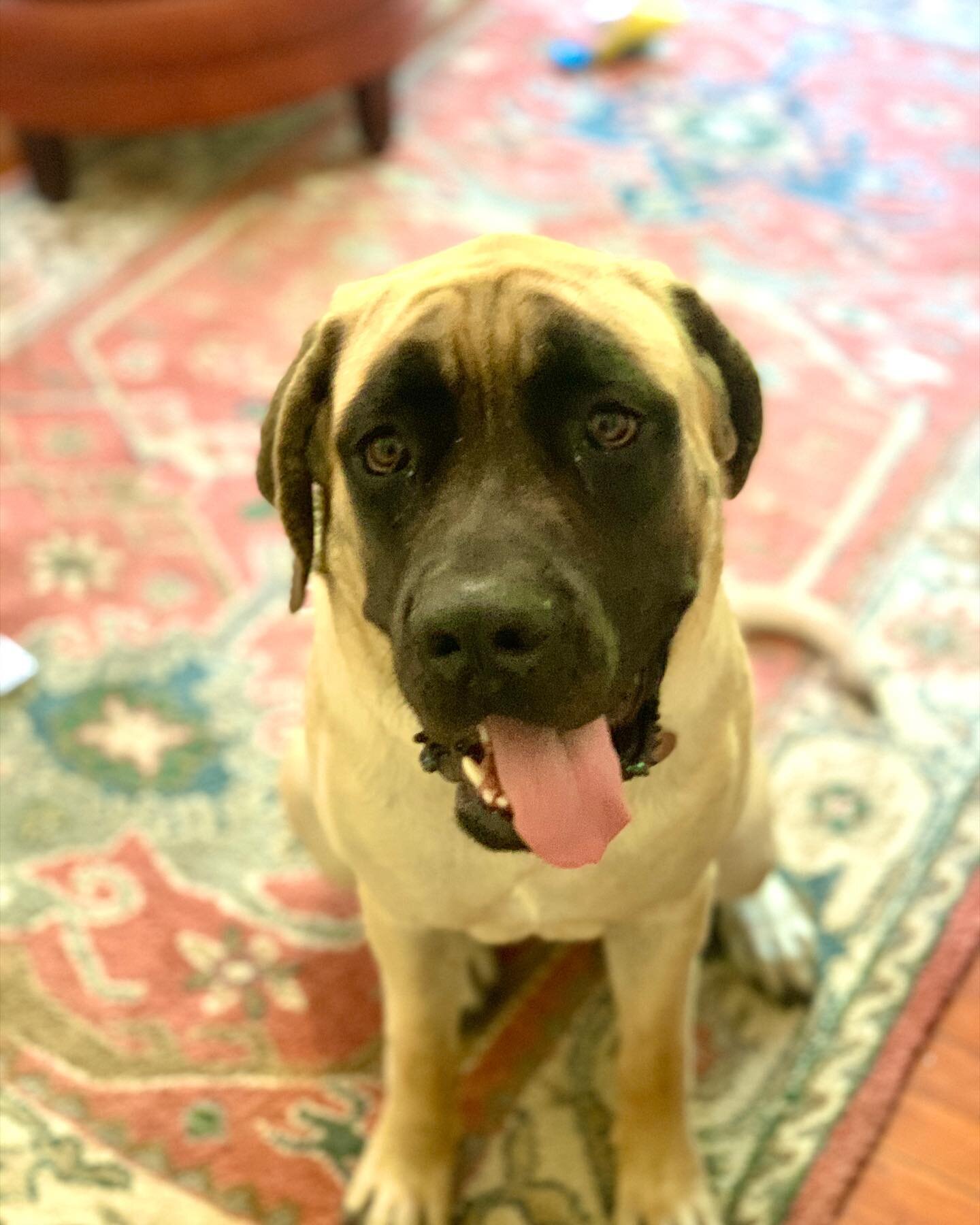 Sausage Squad! For a little #FeelGoodFriday we wanted to introduce you to Elsie aka &ldquo;Big Els&rdquo; aka the official Registers #SausageDog 🐶
.
She&rsquo;s a 10 month old English Mastiff (same as &ldquo;The Beast&rdquo; from Sandlot) and sweet 