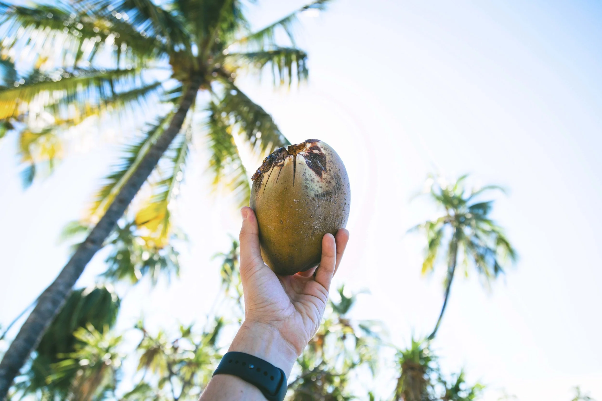 Coconut Oil, The Epic Multi-Tasker: Using Coconut Oil for Beauty + Nutrition