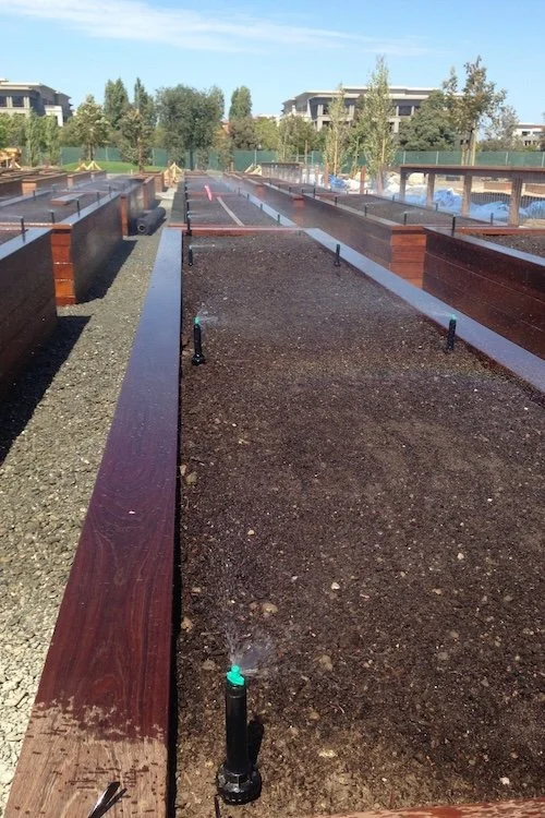 Sprinkler heads irrigate several rows of raised garden beds in San Carlos.