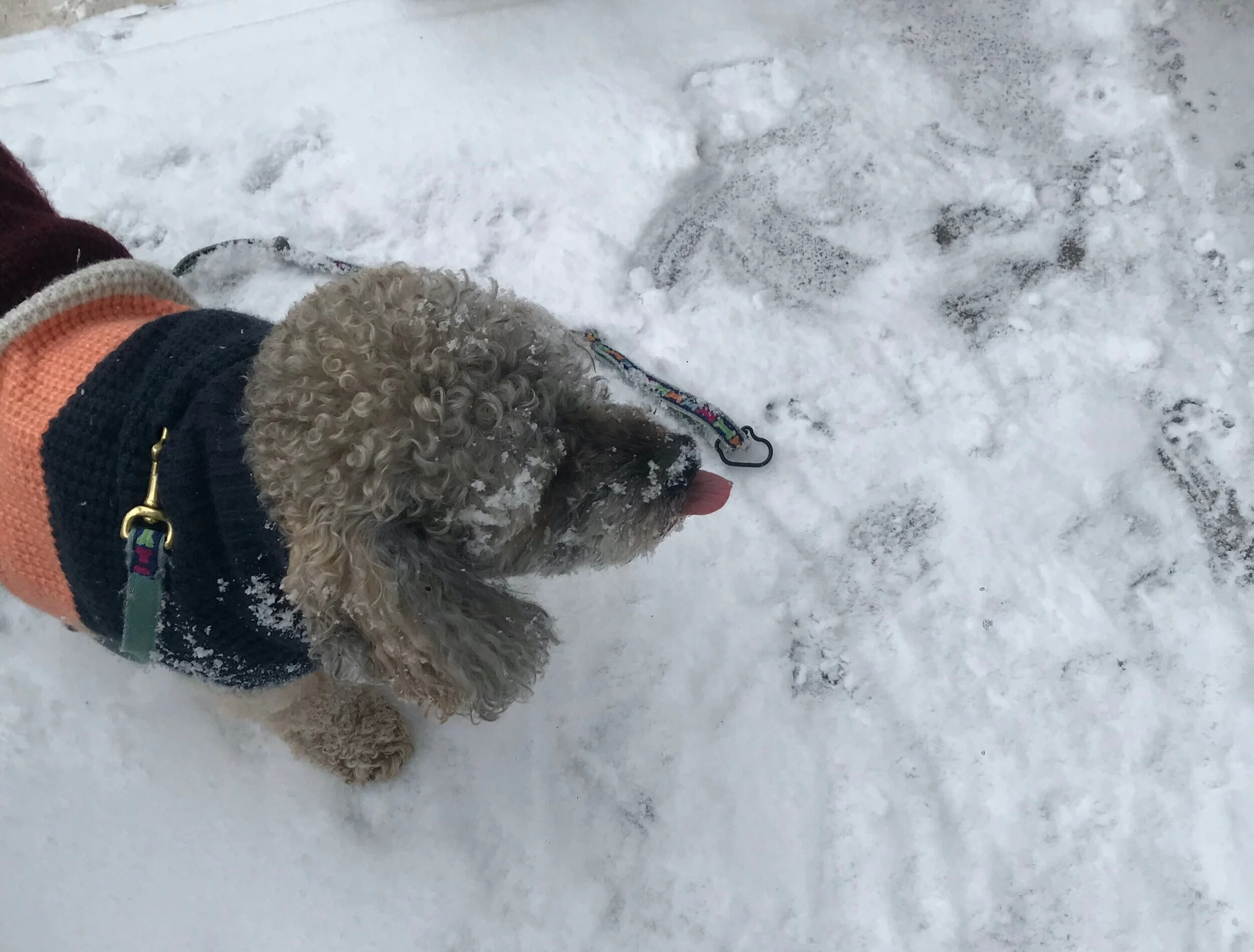 Vandy catching snowflakes