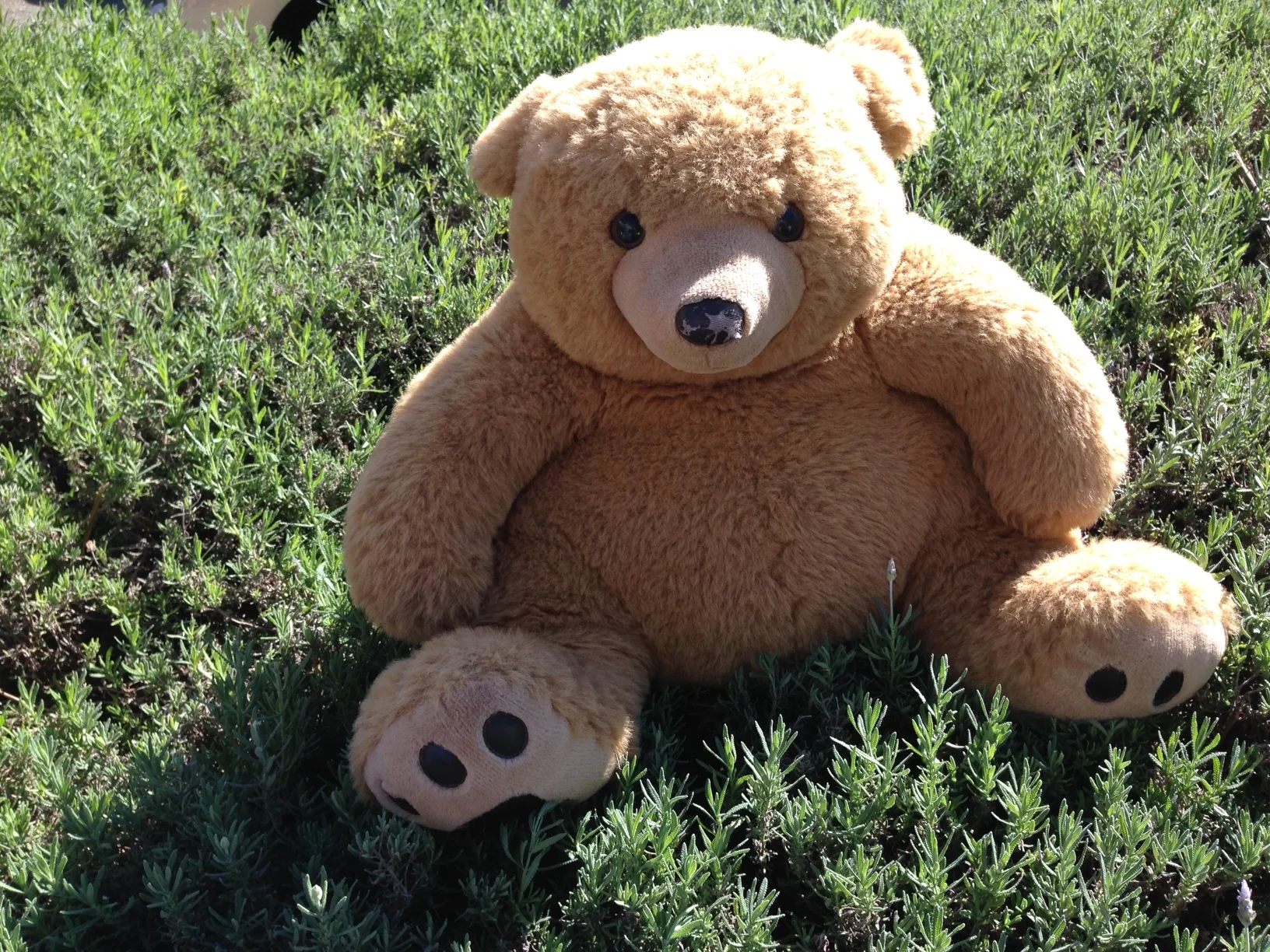Lavender Bear