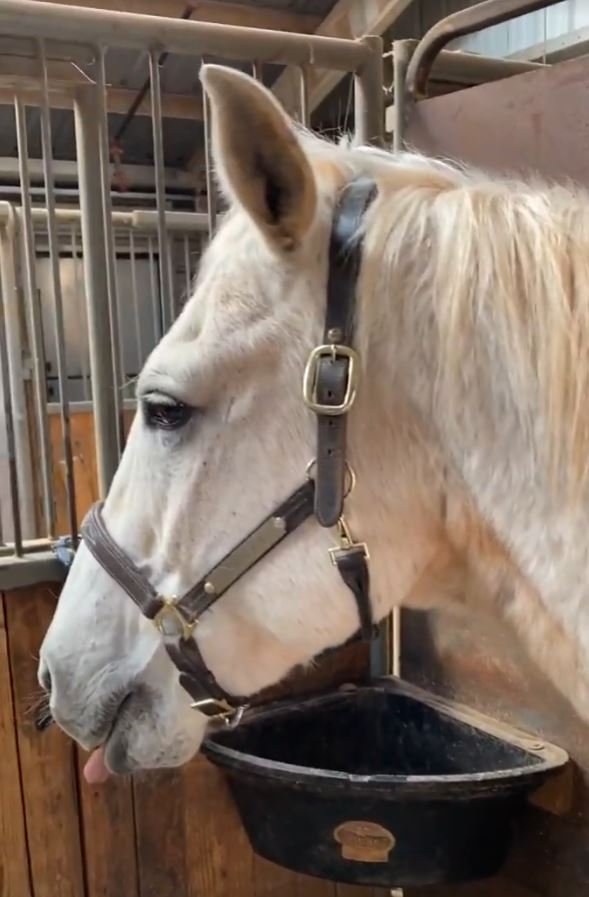 happy pony.JPG