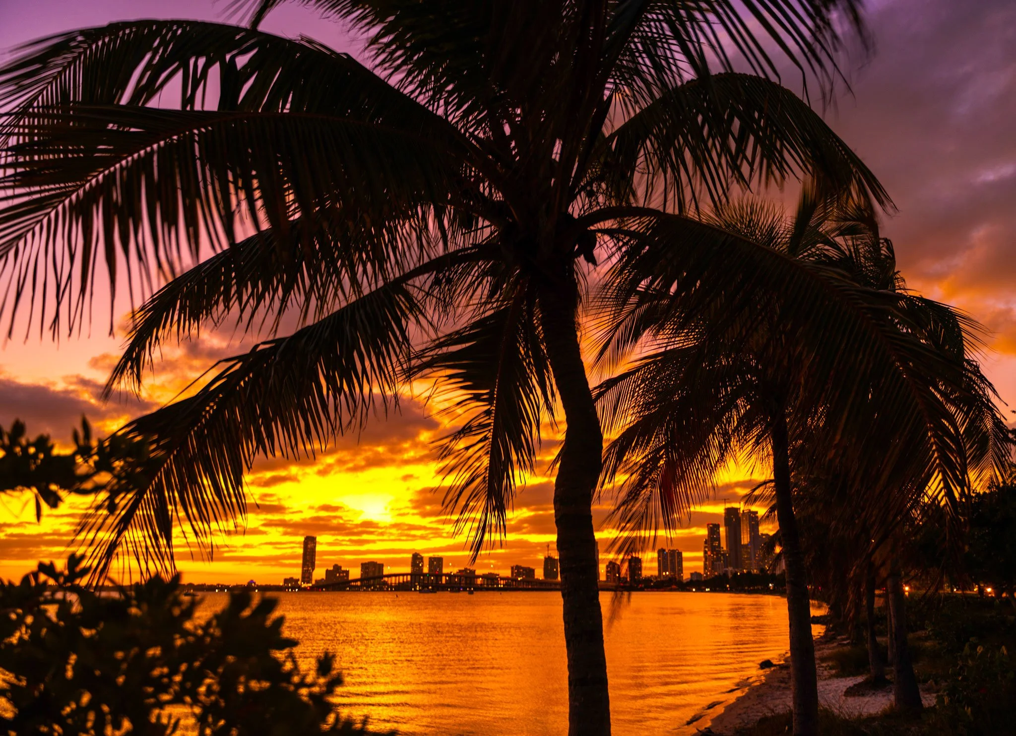 Miami-Palm-Nights-Web.jpg