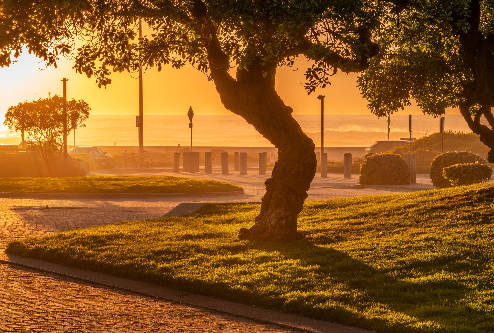 Beach-Tree-Web.jpg