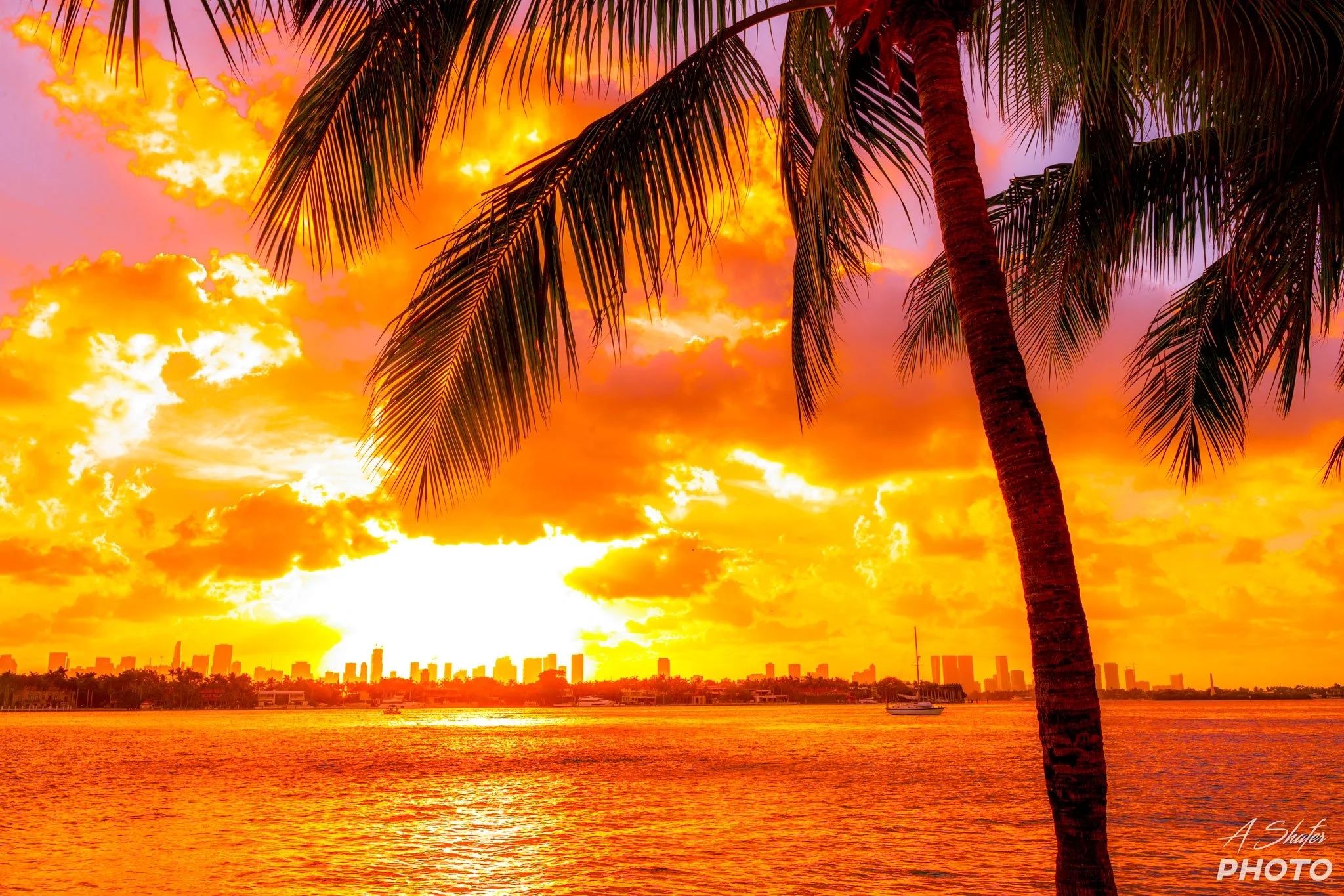 Miami-Palms-3-Web.jpg