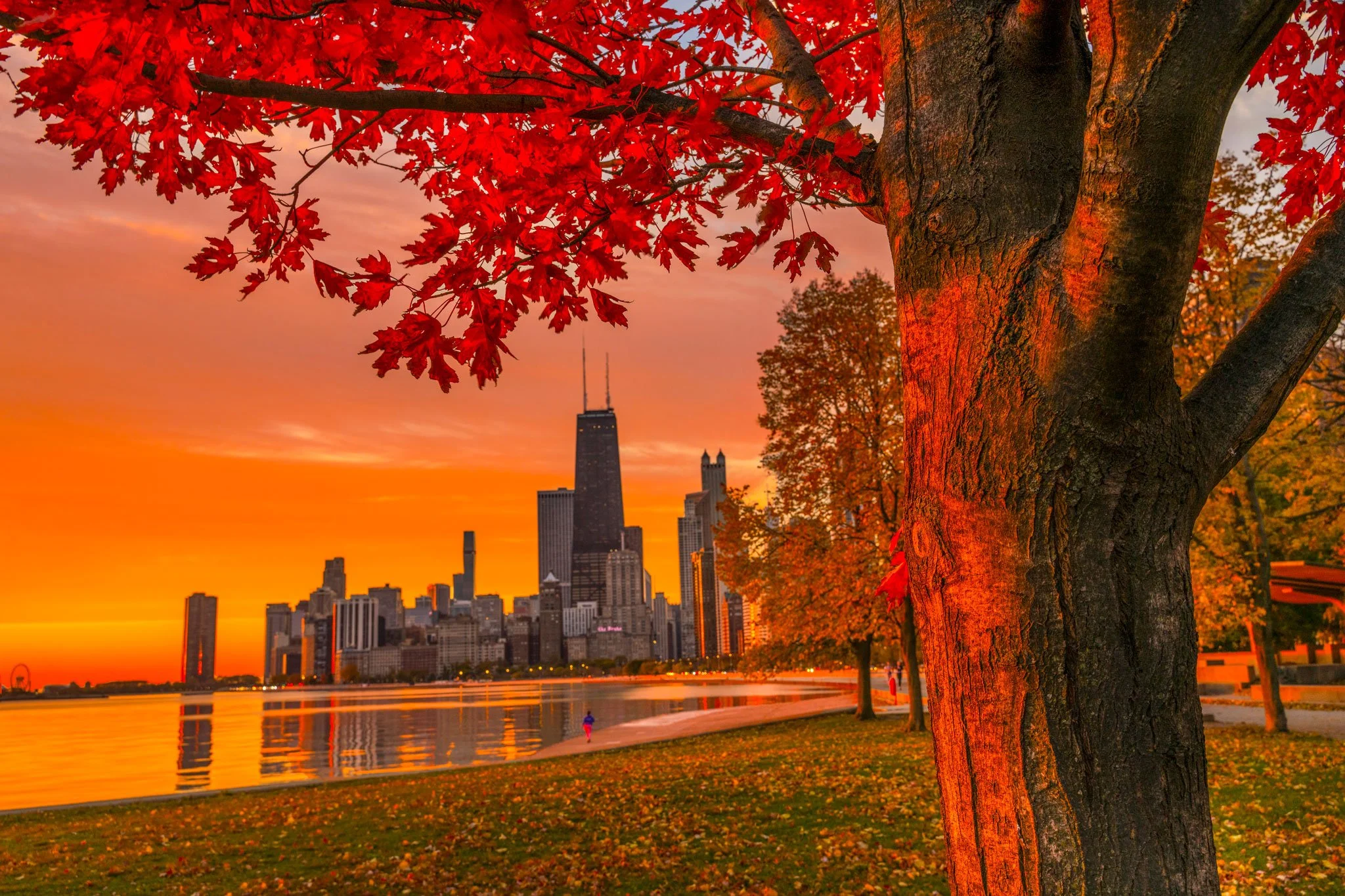 North-Beach-Red-Tree-Web.jpg