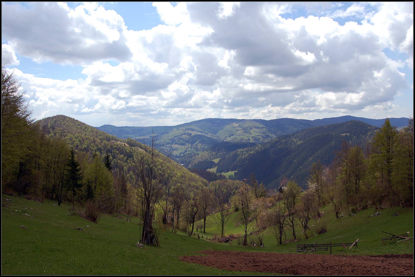 Padis (copyright: creative commons )
