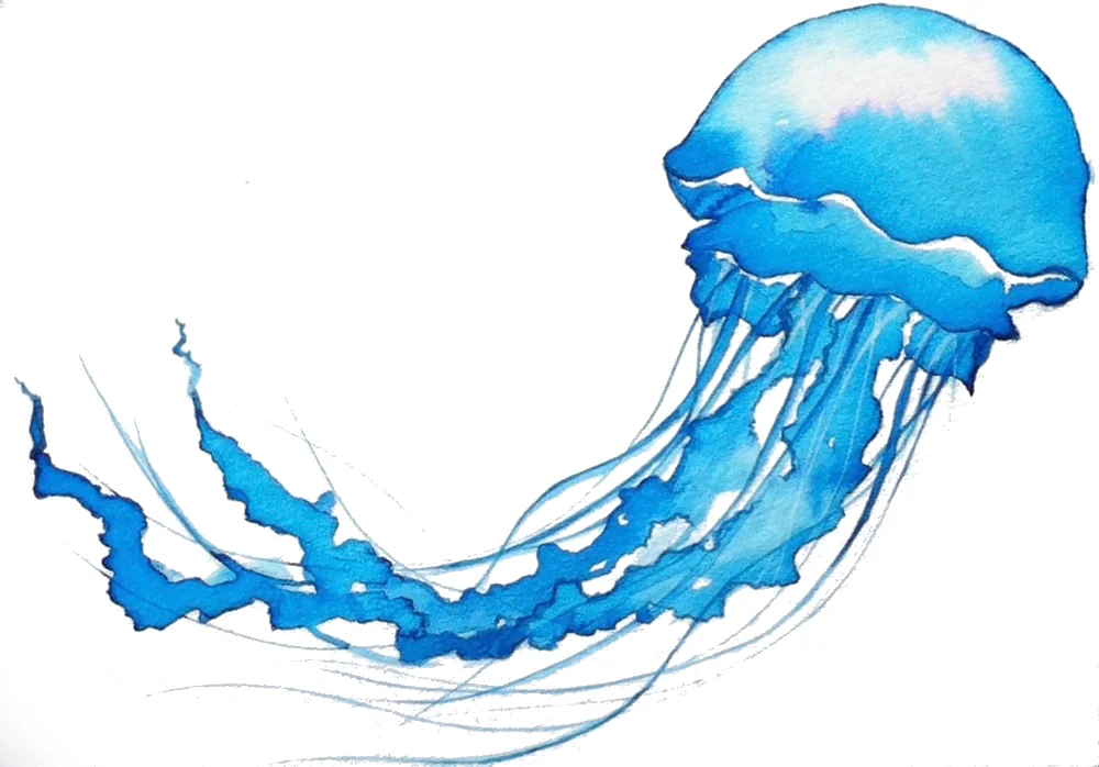 Jellyfish_synaesthesia_mag.jpg