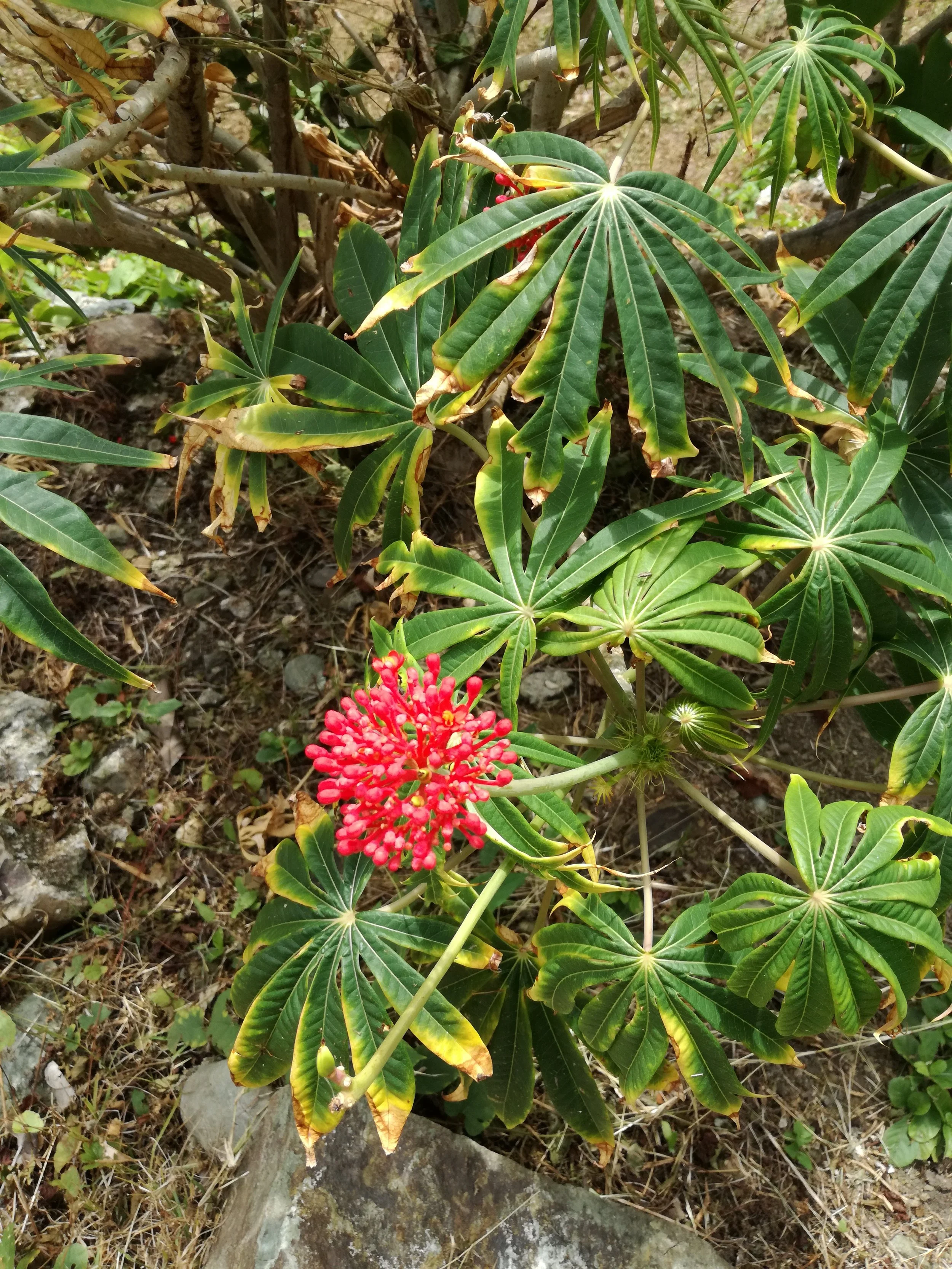 Took this one for my Mumzie who loves plants and flowers!