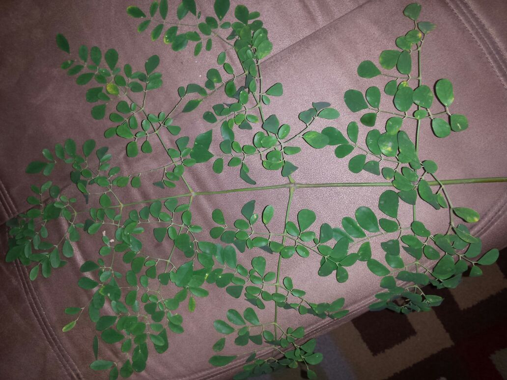 Close up pic of a branch with the leaves.