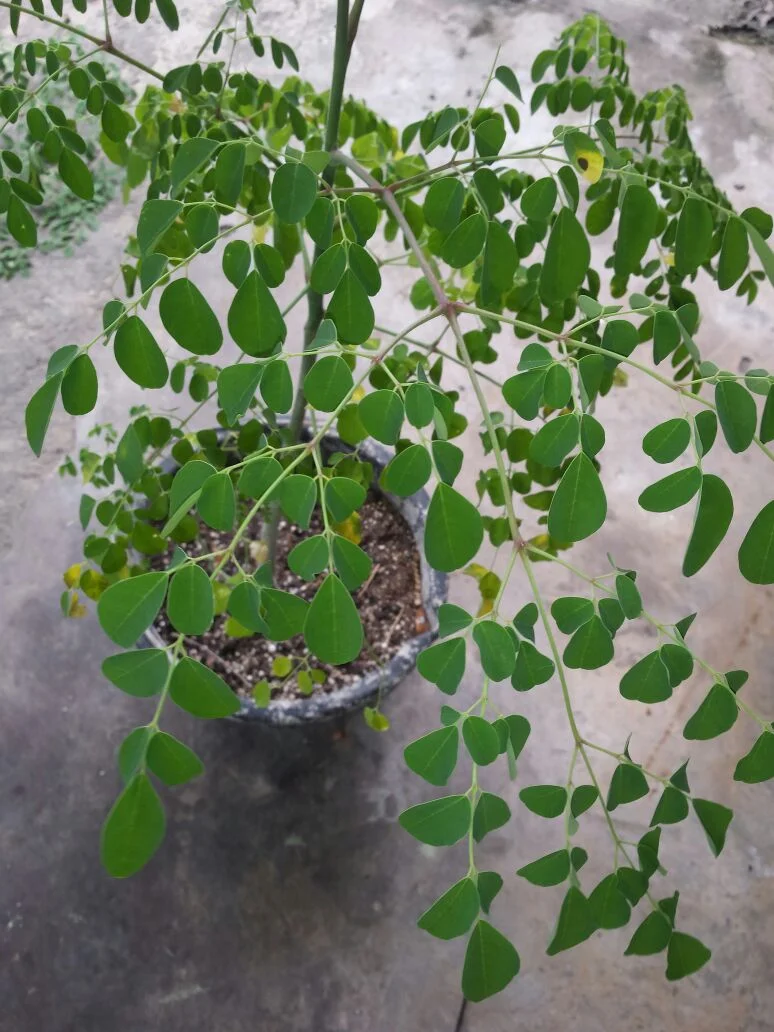 Apparently my bro is getting in on the health benefits as well, and has planted his own tree..So here's our baby Moringa!