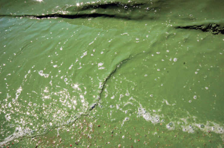 Blue-green algae is among the water quality problems residents want to address.