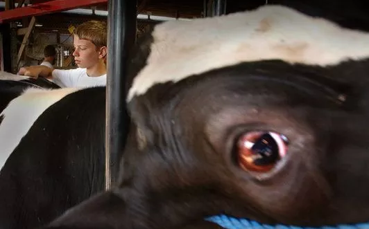 A Holstein steer from Kewaunee County at the Wisconsin State Fair. Cattle have a role in polluted wells in the county, as do humans, a new study says