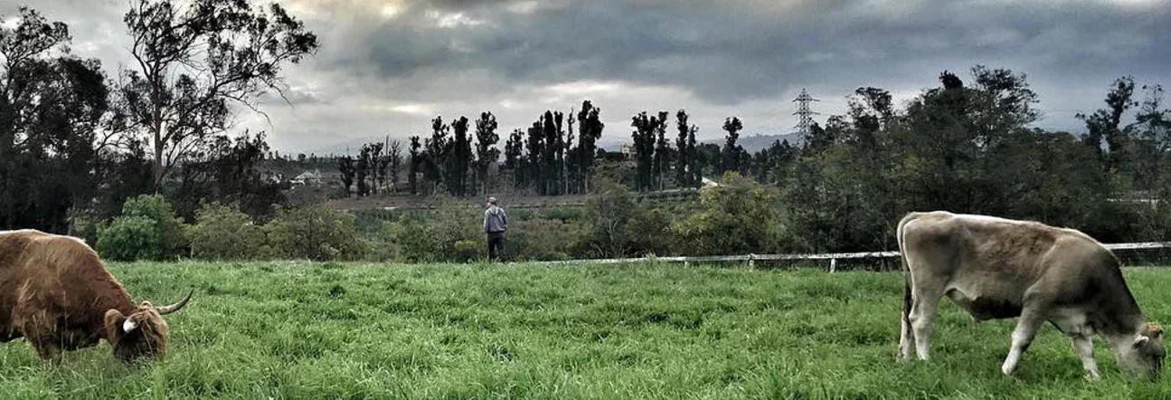 Apricot Lane Farms is a 213-acre biodynamic and organic farm in Moorpark, California. The farm nurtures 100 different types of vegetables, 75 varieties of stone fruit, Scottish highland cattle, pigs, chickens, sheep, ducks, hens, horses and livestock dogs. Photograph: Apricot Lane Farms
