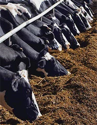 More than half of U.S. milk is produced by 3 percent of dairies.
