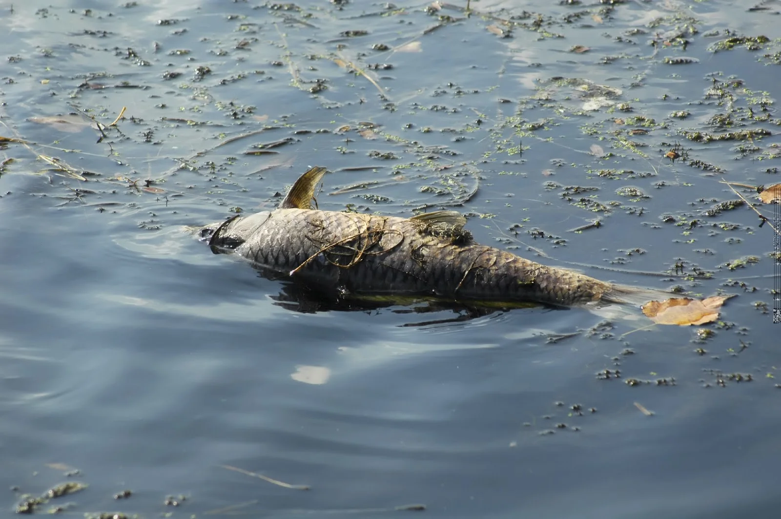 Dead+fish+floating+in+polluted,+eutrophic+river+-+iStock_Medium.jpg
