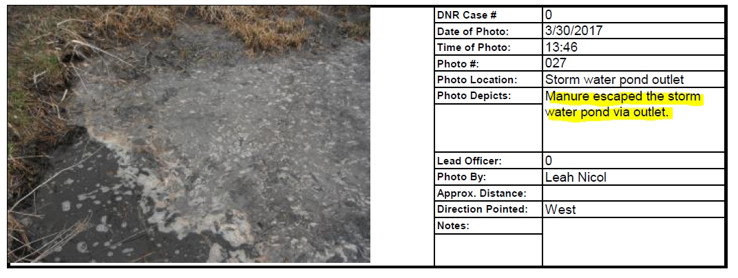   Manure solids and liquids flowing out of storm water pond into adjacent wetlands.  