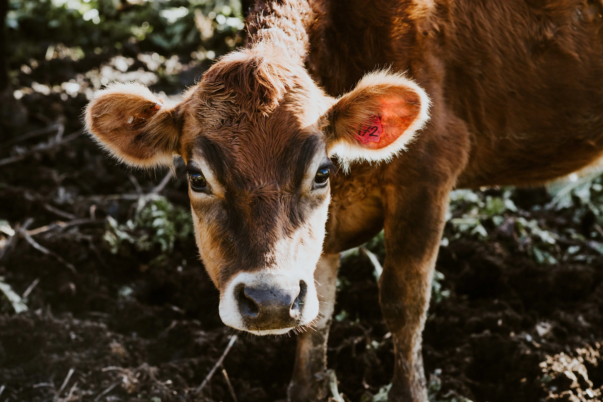 Samuel the Californian Calf
