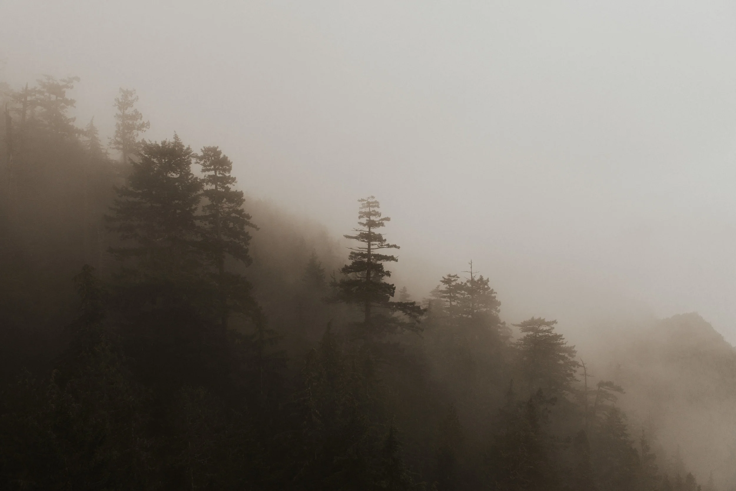 Moody PNW Trees