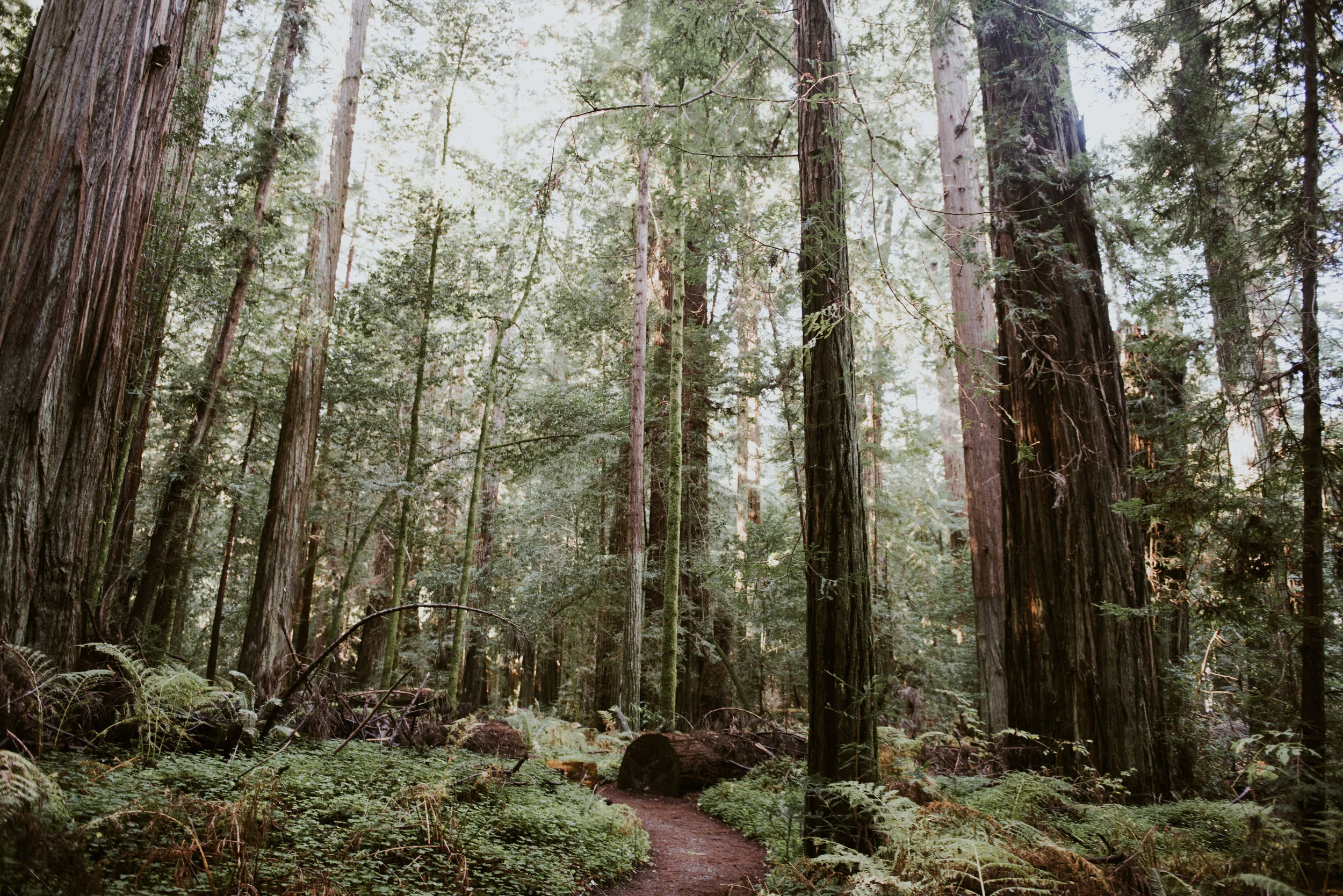Redwood Forest