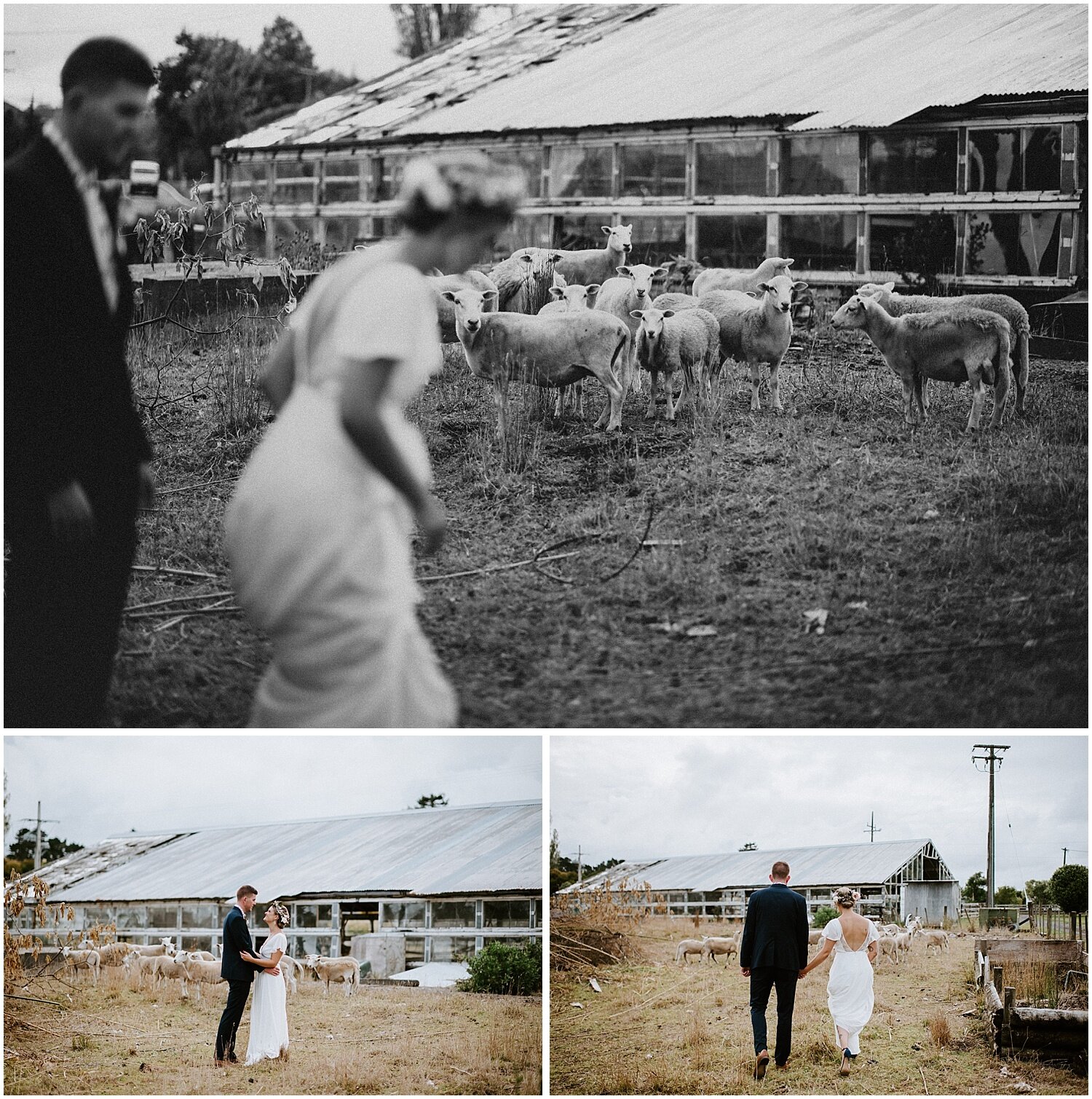 new_zealand_auckland_destination_australia_brisbane_perth_sheep_intimate_elopement_wedding_photographer_0344.jpg