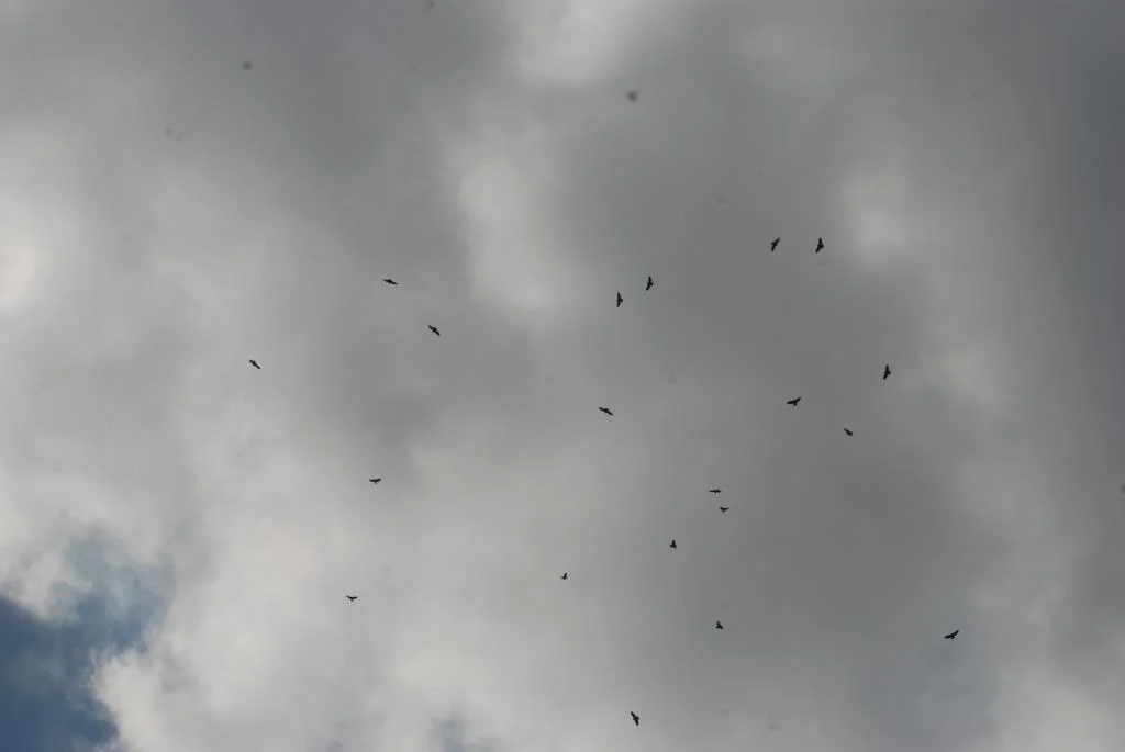 Kettle compressed.jpg