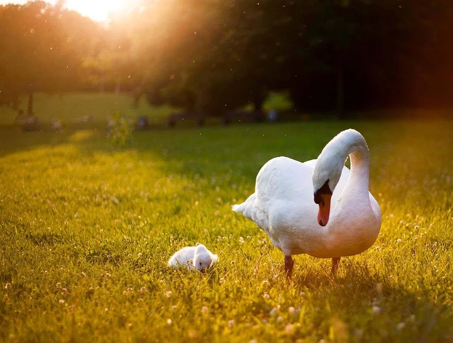 insuranceforindividualsandfamilies.jpg