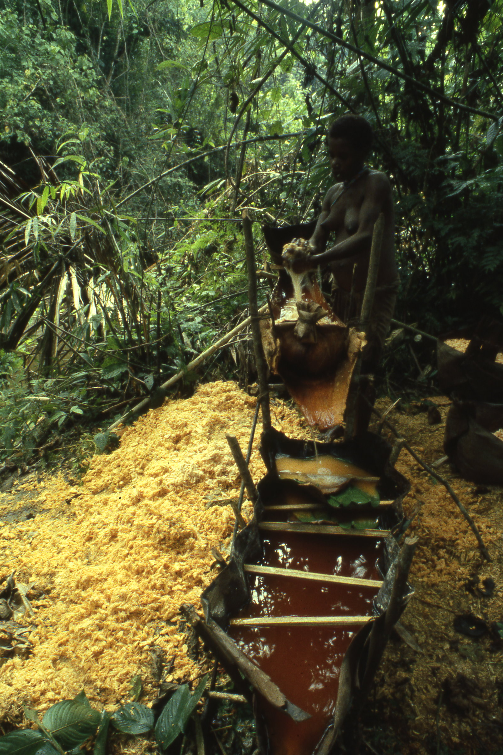 Waina woman preparing sago, Sawonda, 1982 (Photo M. MacKenzie).
