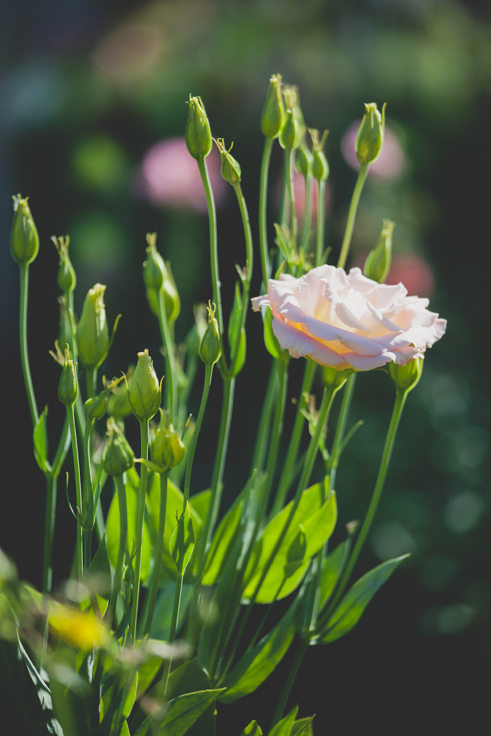 Local Flowers - Manitoba Wedding Planning