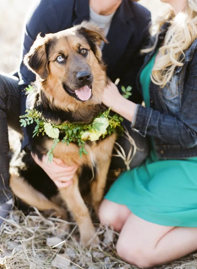 Floral Dog Collar - Stone House Creative