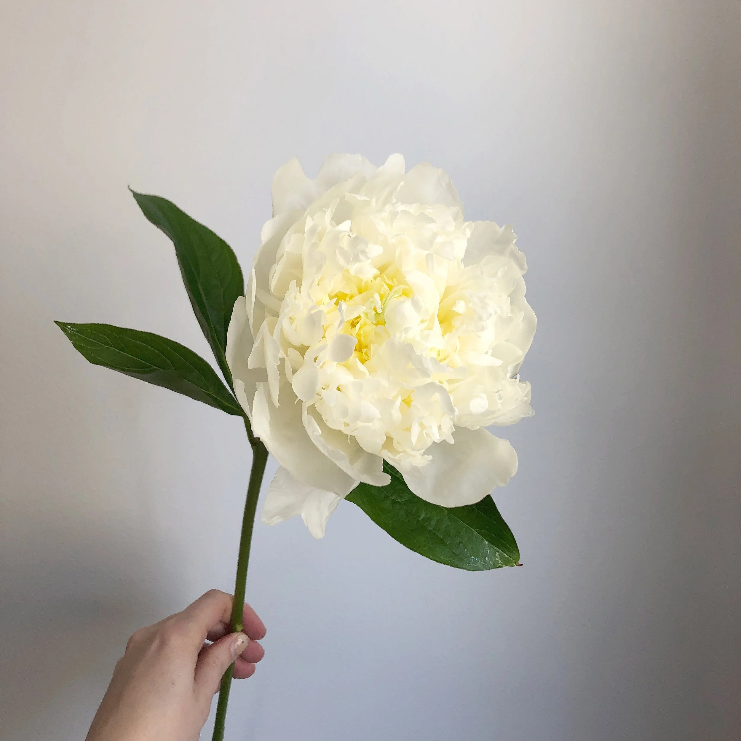 What You Need to Know About Postponing Your Wedding Due to Corona Virus in Manitoba