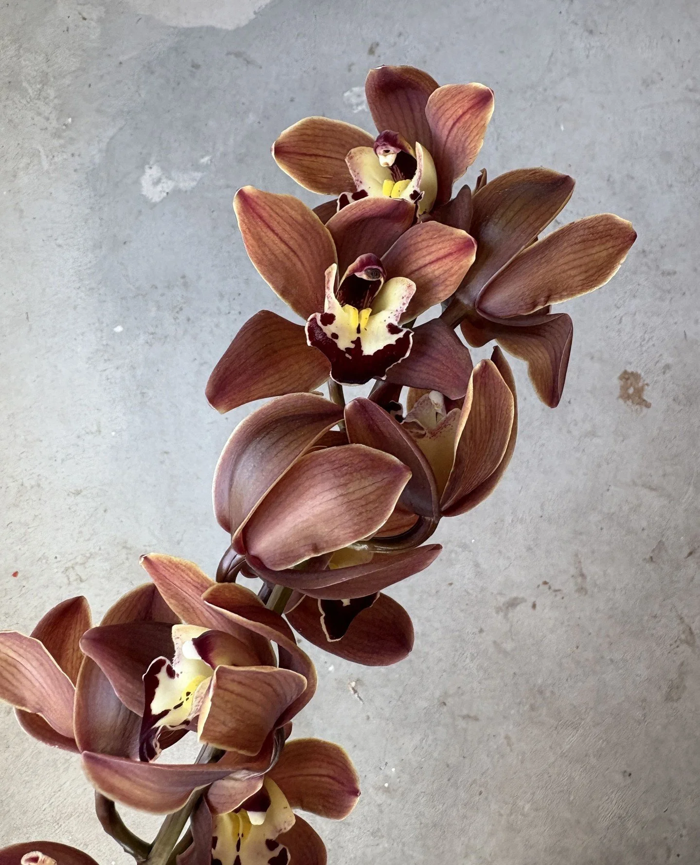 There was a time (approx 13 years ago) when I was so tired of cymbidium orchids that I would happily have never looked at another stem again. We used them CONSTANTLY for a couple of years at the shop I used to work at, in the same combination over an