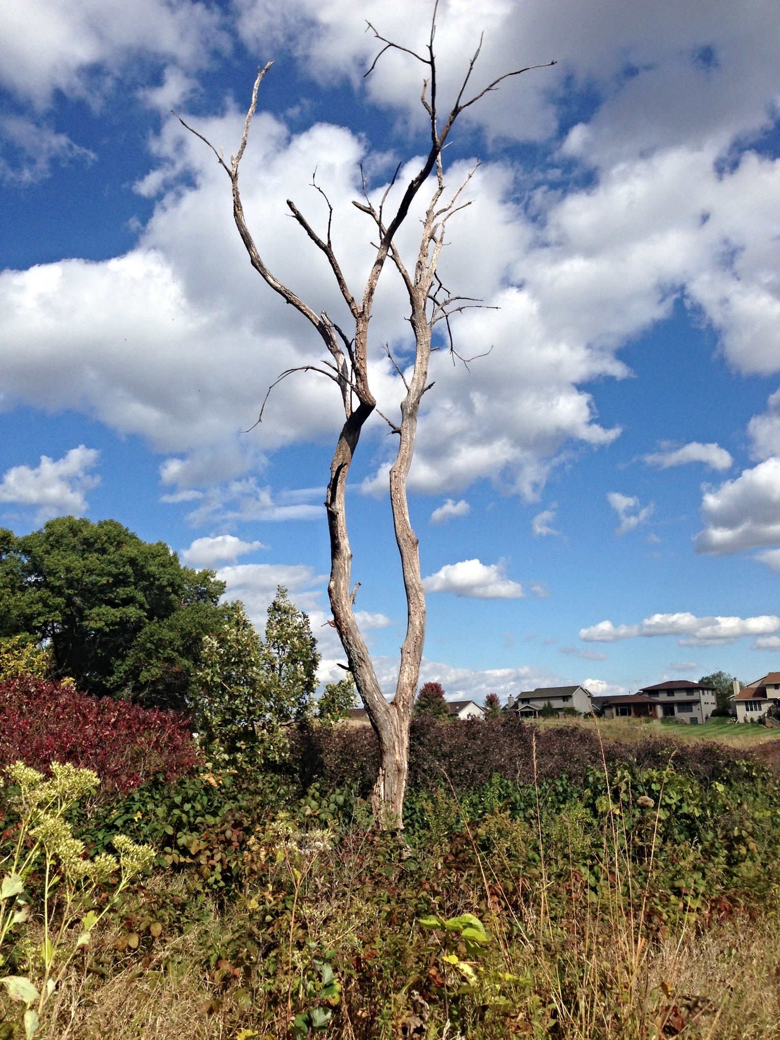 Photo Oct 07, 3 27 51 PM.jpg