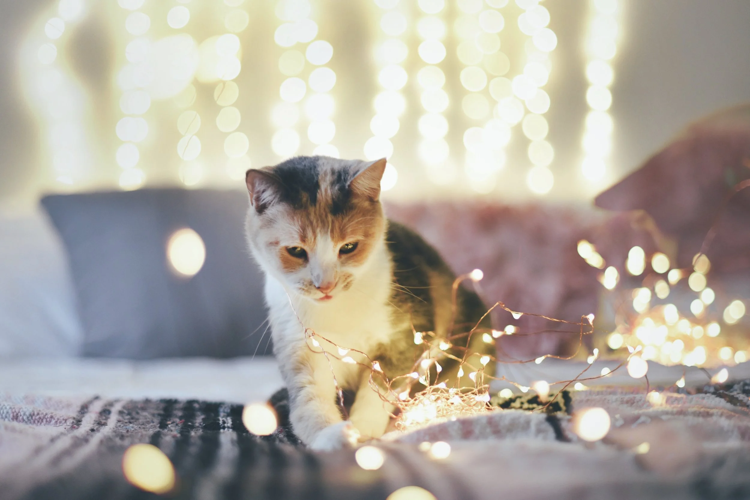 FullSizeRender 215.jpg