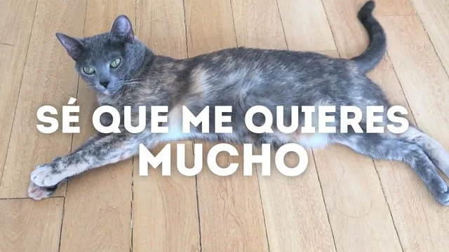 LOSA RADIANTE. SPOT.