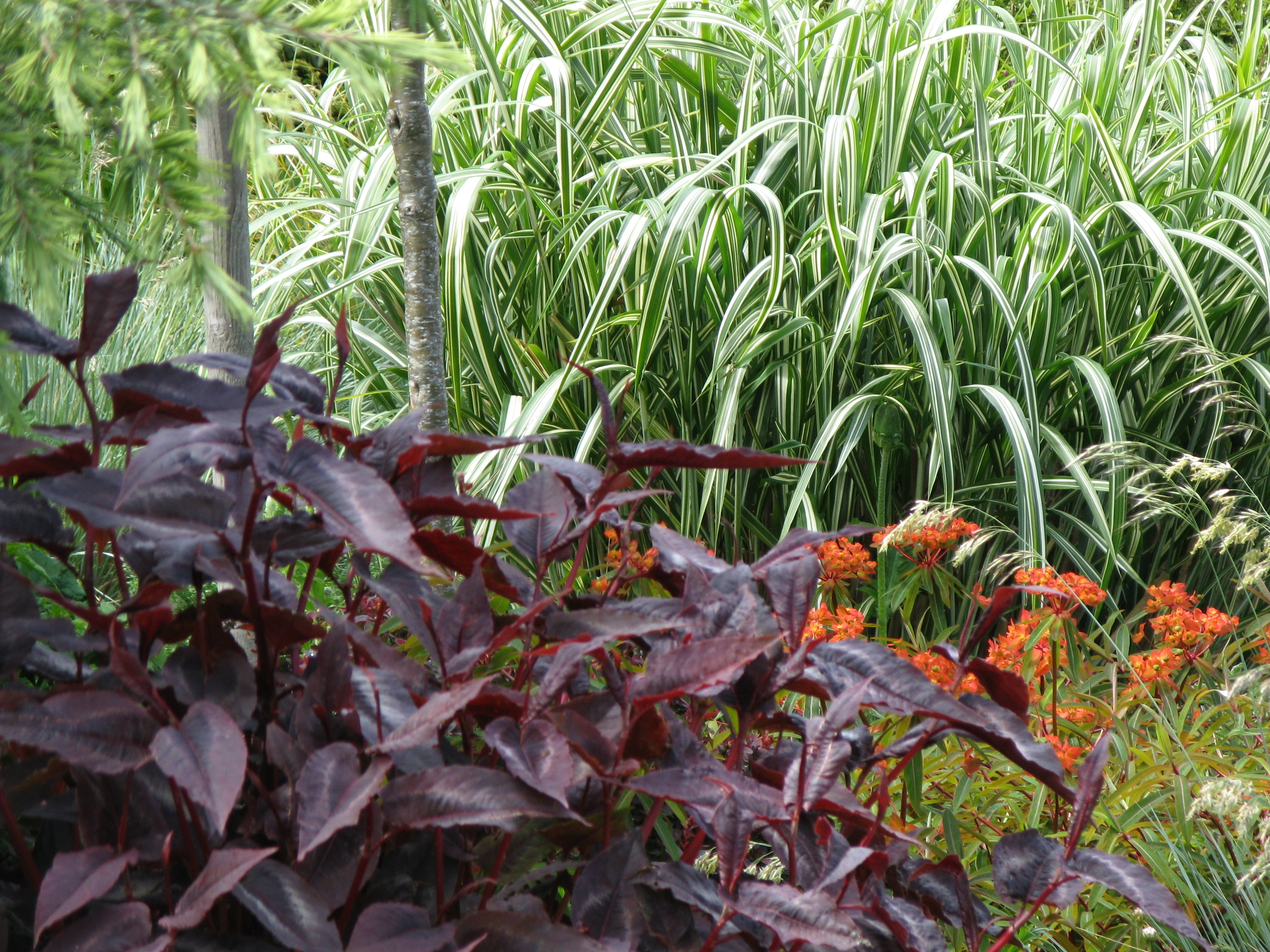 Giant grasses and perennials