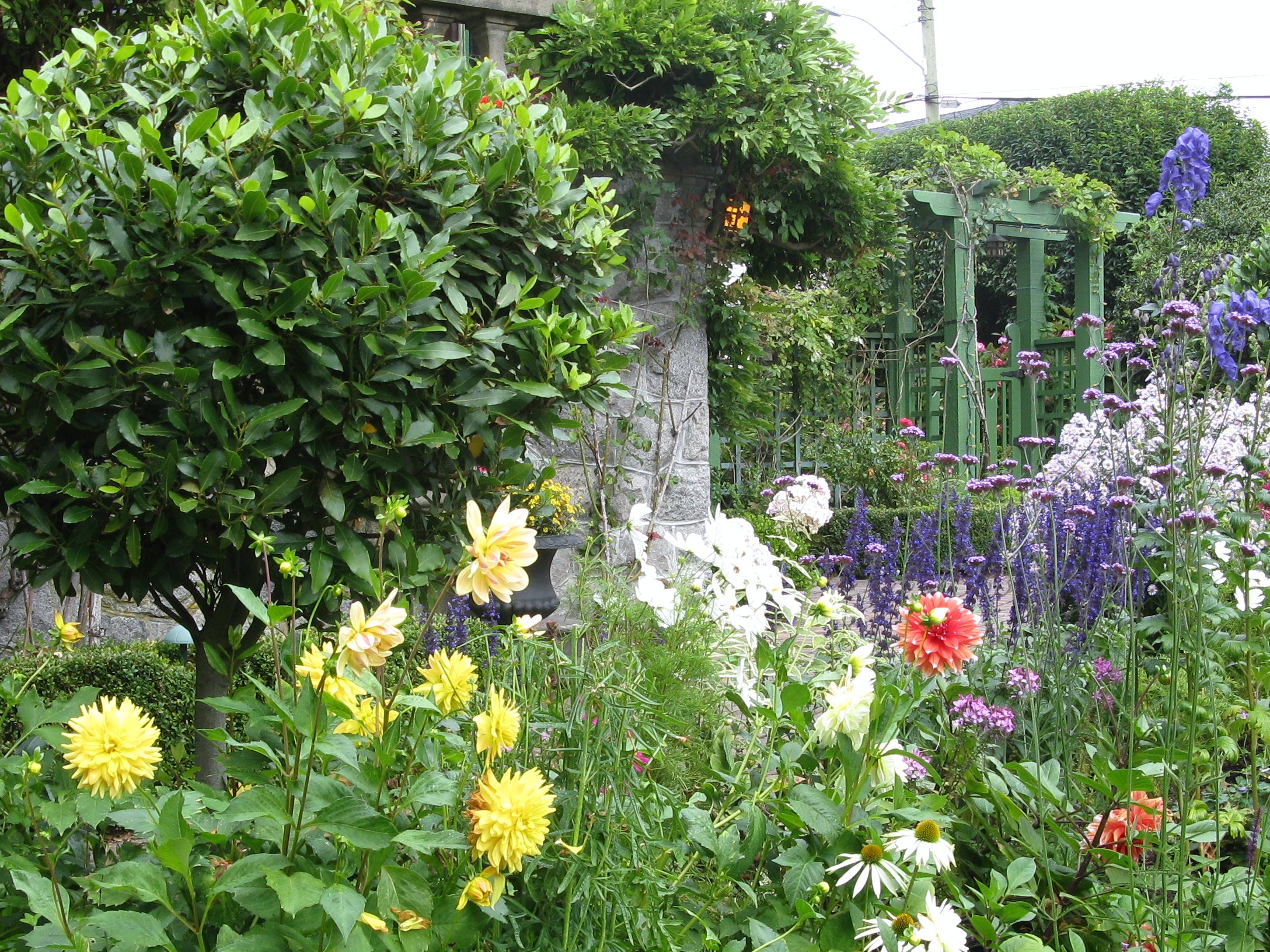 hollyhocks and delphiniums