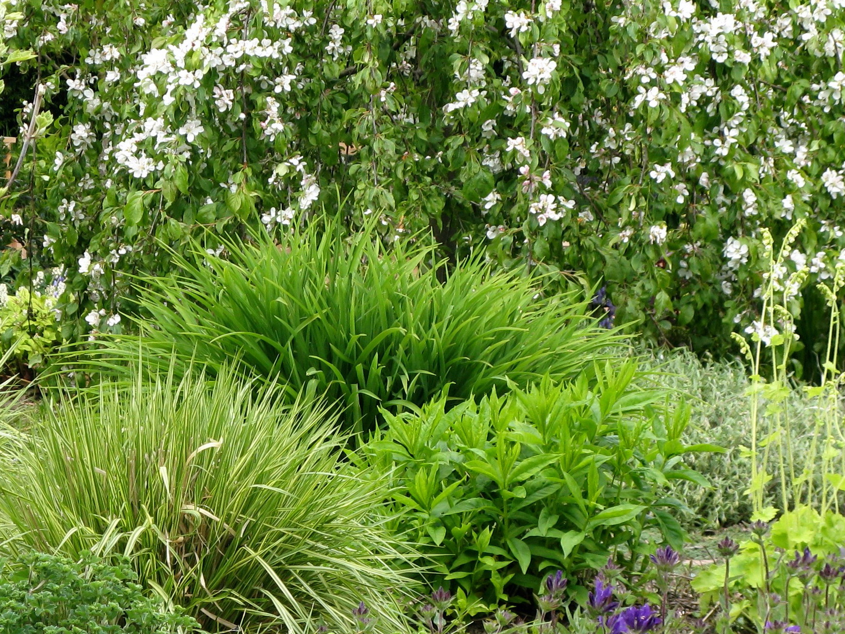 Weeping crabapple an daylilies