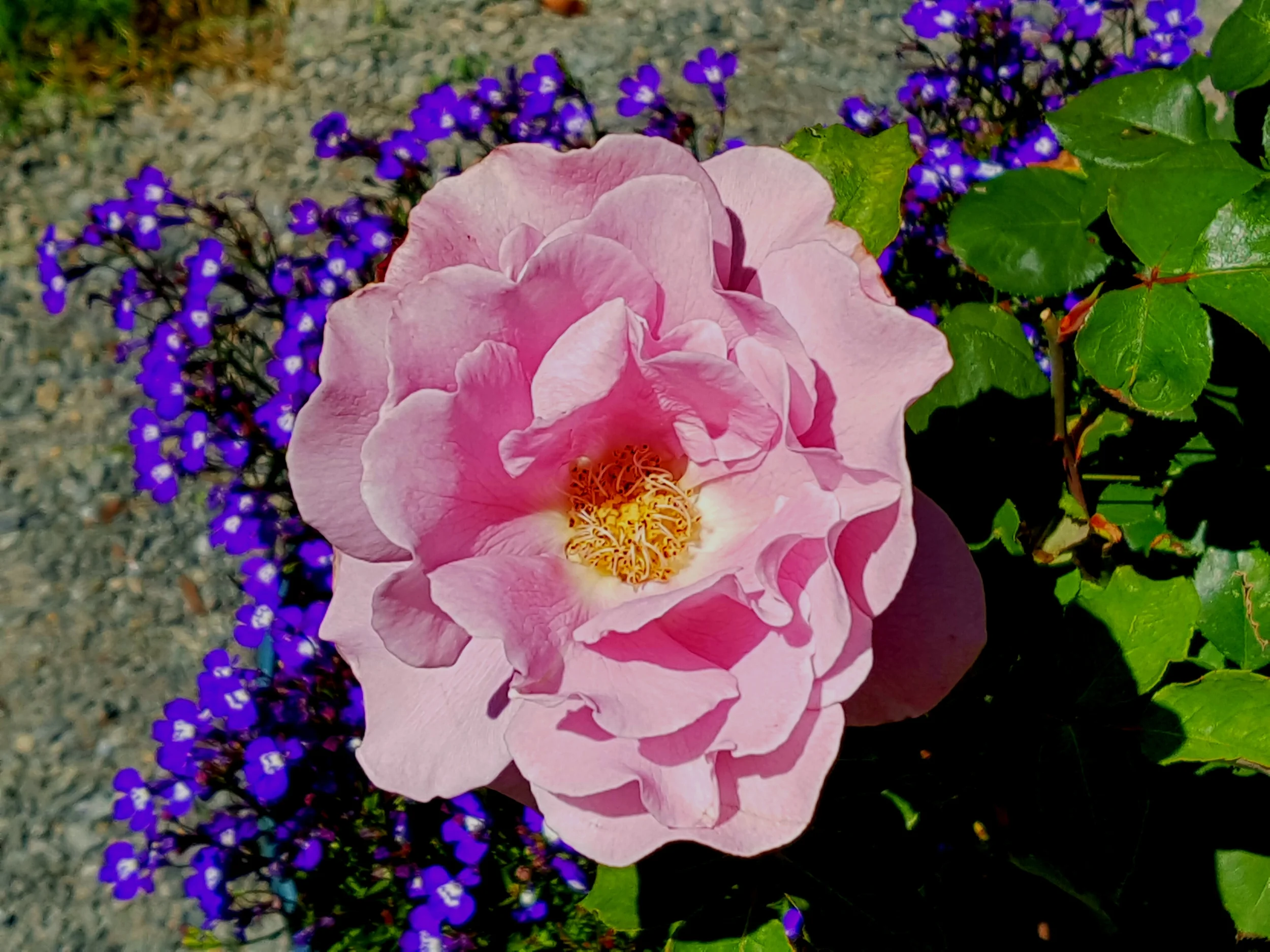  A raspberry sorbet confection, in ruffled petticoats, Angel Face lives up to her name.