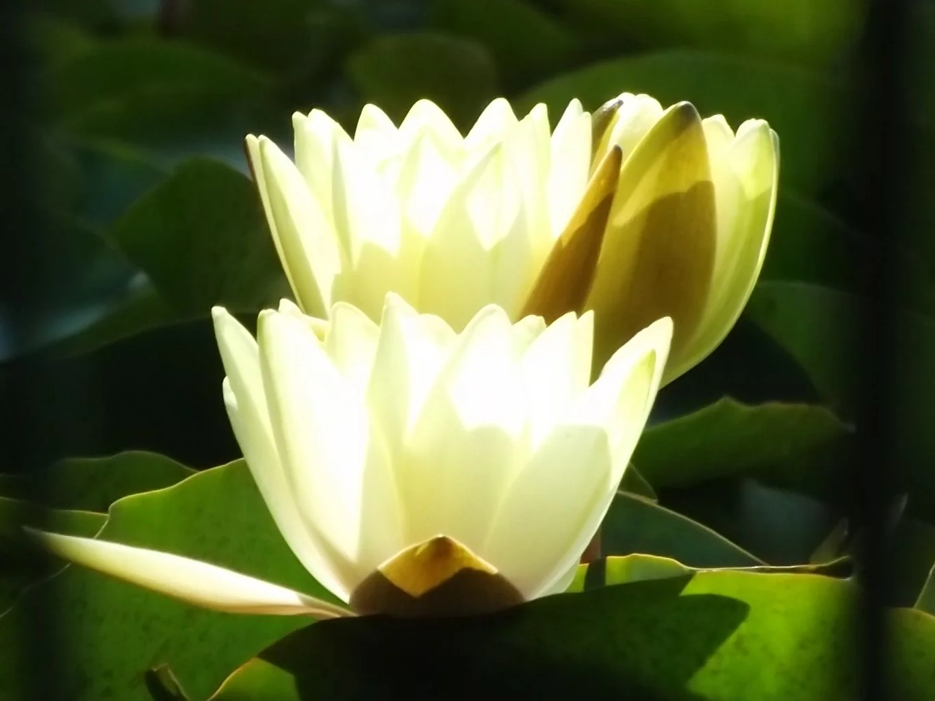 Yellow water lilies glowing in the afternoon sun seem lit from within.