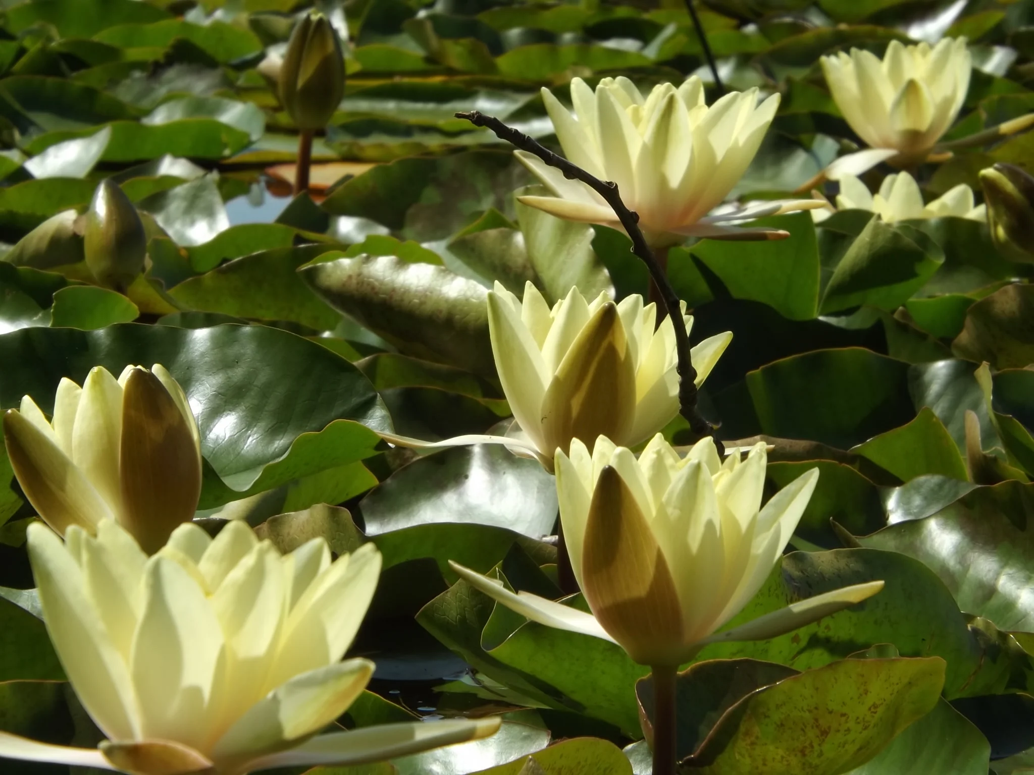 A flotilla of water lilies.