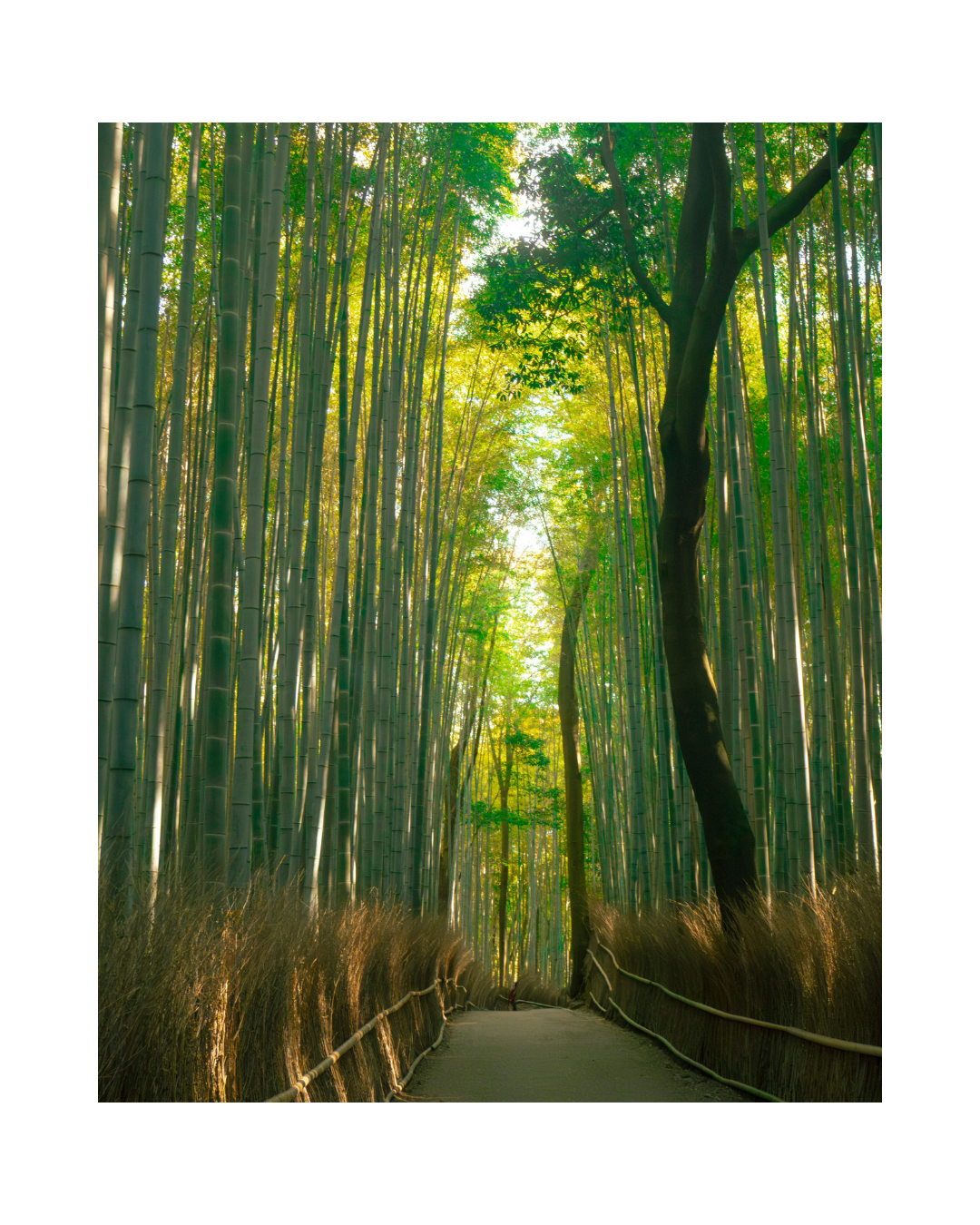 I Traveled to South Korea and Japan Alone—Here’s What It Taught Me About Burnout, Healing, and Becoming Yourself Again