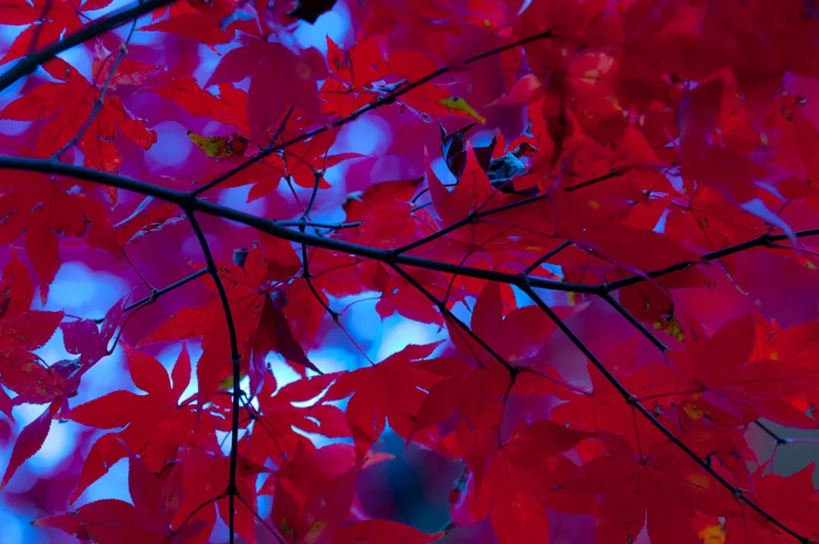 20131118fall-color-rm03.jpg