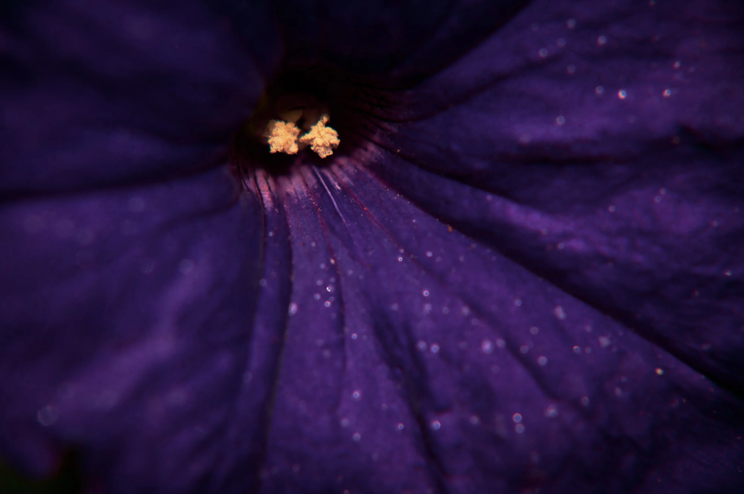 DSC_3896-Edit.jpg