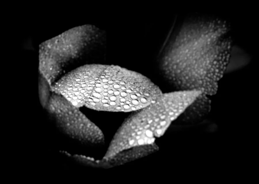 9_1_1_mininger as Smart Object-1f.jpg