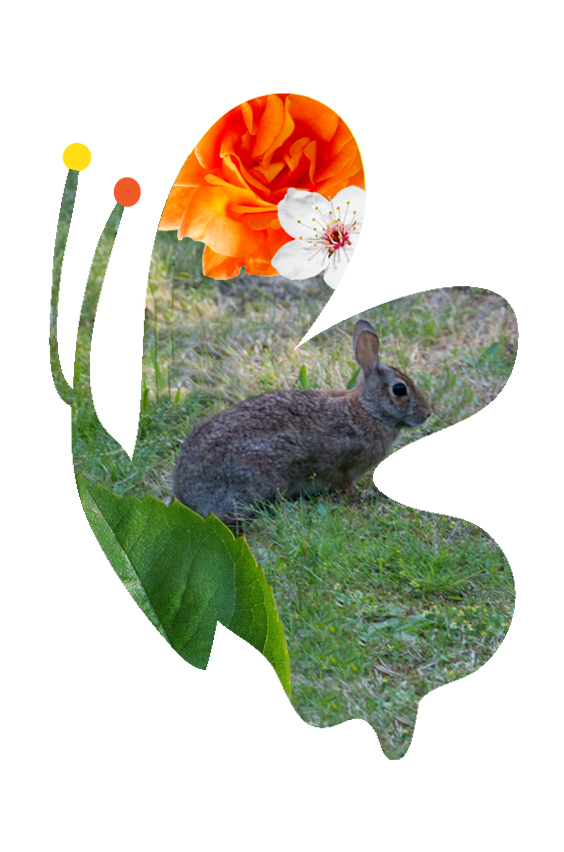 seattle-childrens-phlebotomy-art-bunny-kittenchops.jpg