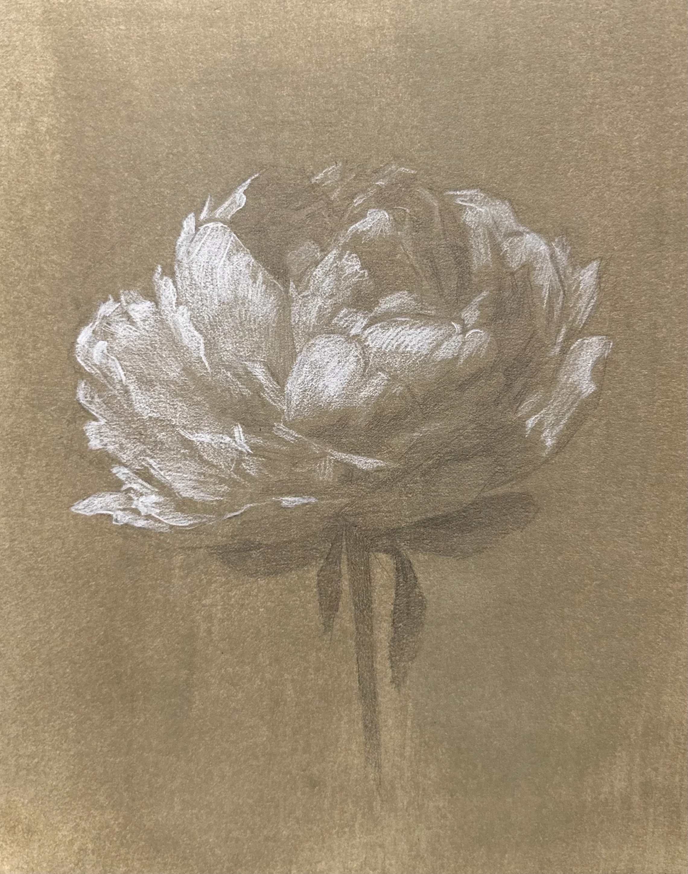 Paper Floral Study 1 by Lara Saunders