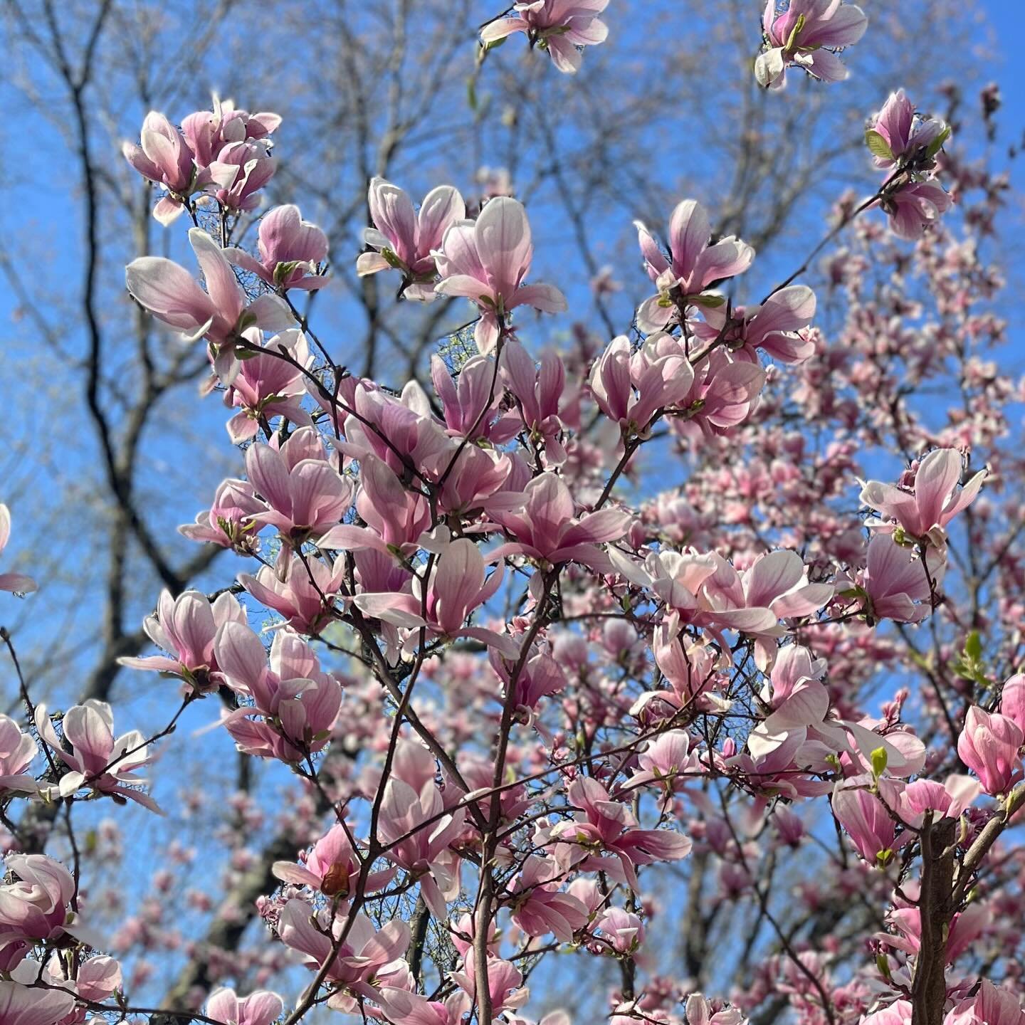 Monday is the last day to register for our upcoming Healing Beaty Retreat on May 3rd in Garrison&mdash;an oasis of healing and beauty, not to mention fresh cardamom buns and chocolates by @hakanchocolatier! 

We hope you will join us for this new res